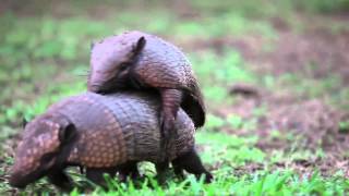 Armadillos mating  Projeto Onçafari [upl. by Trella]