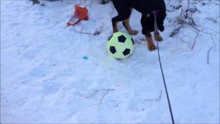 Hunden Rocker spelar fotboll [upl. by Phaih]