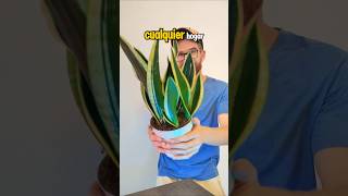 Sansevieria una planta todoterreno [upl. by Abbub]