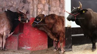 15 TORAZOS RANCHO EL GUAMUCHIL ESCUELA DE RANCHO y LOS INDESTRUCTIBLES MONUMENTAL DE MORELIA 2018 [upl. by Annette]