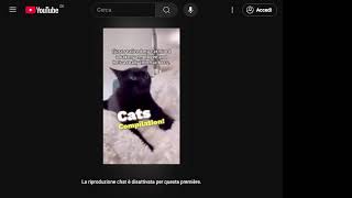 Video Gatti Divertenti [upl. by Annot]