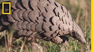 Pangolins The Most Trafficked Mammal Youve Never Heard Of  National Geographic [upl. by Zildjian]