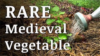 Rare MEDIEVAL VEGETABLE Eaten by Henry VIII [upl. by Eiznek]