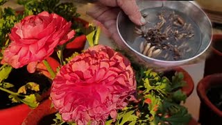 How to Grow Ranunculus bulbs [upl. by Otinauj]