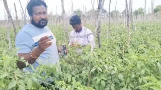 Tomato thripsleafminerstem borer best control insecticide SHINWA Insecticides India limited [upl. by Lahcym]