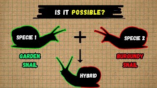 Snail Inter breeding  Can They Cross Breed  Can snails mate with other species [upl. by Sloatman]