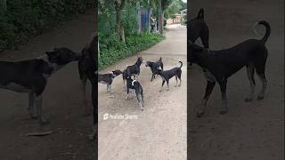 Dog Fighting 🏆 animals doglike youtube love youtubeshorts funny [upl. by Laurel]