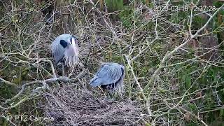 Heron Courtship Rituals  Bill Clappering  March Point Heronry [upl. by Sherrer]