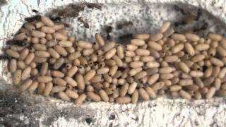 Lasius niger ants cocoon chamber [upl. by Atileda]