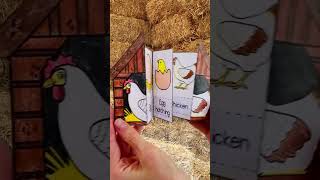 Life cycle of a chicken spring foldable activity [upl. by Stickney]