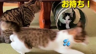 ワッショイ！猫のトンネル祭り Cat Tunnel festival [upl. by Nelyag]