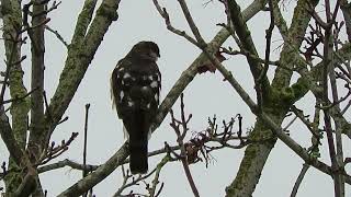 111624 Sub Adult SharpShinned Hawk Kent Wa 1975163 [upl. by Wesle]