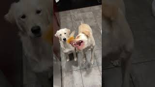 Hungry Dogs Have Cheese Mishap [upl. by Halonna]