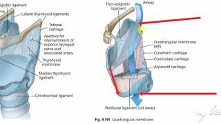 Larynx membranes amp ligaments 2 [upl. by Thurstan]