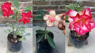 Adenium de semilla floración de injerto y avances de mis injertos planos  Rosa  flor del desierto [upl. by Adnohsar]