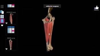 3D Anatomy  Muscles  Inner Thigh [upl. by Idyak503]