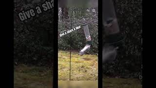 Squirrel does acrobatics on birdfeeder squirrel animals Funny ￼ [upl. by Sadira]