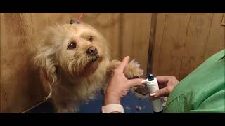 YABIFE DOG NAIL GRINDER Review by groomer [upl. by Ehcor]