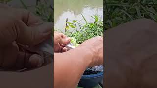 LUMUT  JASJUSmancing fishing lumutkasar spotmancingliar bendungan youtube youtubeshorts [upl. by Parrnell738]