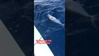 Huge Amberjack on jigging fishing viralshort [upl. by Hayne]