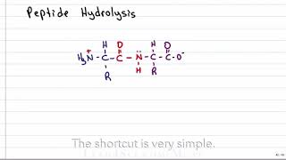 Hydrolysis of peptide bond [upl. by Domeniga]