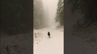 Its here Winter Colville National Forest Live Shot [upl. by Leitnahs]