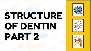 Dentinal Tubules  Dentin Histology  Structure of Dentin [upl. by Aerdnaeel]