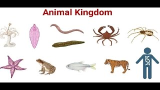 Kingdom Animalia  Porifera to Arthropoda  Class 11  NEB [upl. by Giesser]