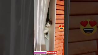 catscat cat shorts shortvideo shansultan6742 [upl. by Latsyrhk]