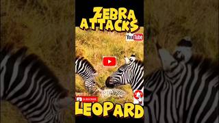 🦓vs🐆wildlife AnimalPlanetAfrica shorts Safari Zebraattacksleopard viralclip NatGeo trending [upl. by Nylirehc]