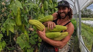 How to Grow Loofah Sponges [upl. by Orten]