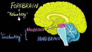 Brain Parts amp functions Fore mid amp hind  Control amp Coordination  Biology  Khan Academy [upl. by Helbona]