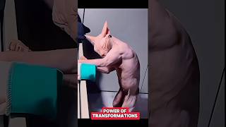 Power of Transformations 🗿trolltrollfaceeditshortsyoutubeshorts [upl. by Christophe985]