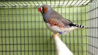 Zebra Finch male singing courtship song [upl. by Retxab504]