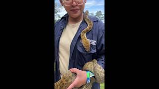 Australia’s Aggressive amd longest Python 🐍 Amethystine Python Scrub Pyhon” [upl. by Oba]