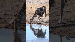 Giraffe In Etosha National Park [upl. by Lorine]