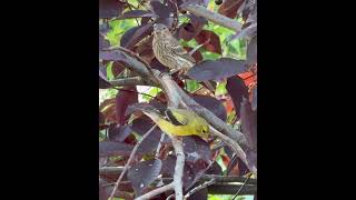 Downy Woodpecker Goldfinch House Finch [upl. by Lachus]