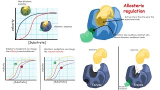 Allosteric regulation of enzymes Introduction [upl. by Ananna830]