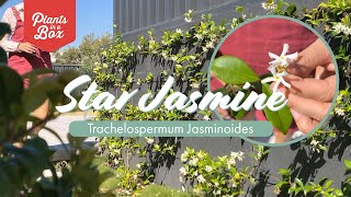 How to grow Star Jasmine  Trachelospermum Jasminoides  Our quick facts for beginners [upl. by Ellicott]