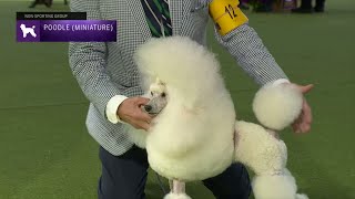 Poodles Miniature  Breed Judging 2023 [upl. by Hussar]