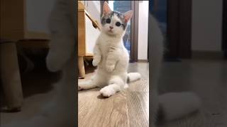 The Way Munchkin Cats Sit Is Too Cute 😺 [upl. by Acinehs]