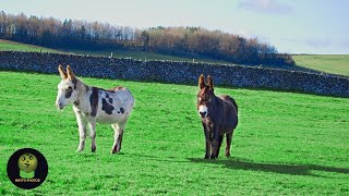 Cute Baby Donkey [upl. by Nauh]