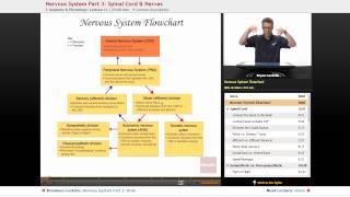 quotNervous System Spinal Cord amp Nervesquot  Anatomy amp Physiology with Educatorcom [upl. by Kohsa872]