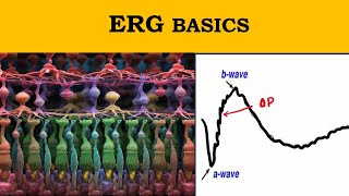 ERG waves explained  Retinal electrophysiology [upl. by Reiner766]