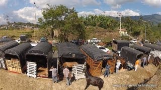 Cabalgata Armenia Quindio 2013 [upl. by Elston]