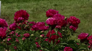 Prairie Yard amp Garden Peonies [upl. by Durnan581]