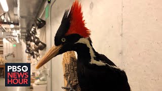 Heres what contributed to the extinction of ivorybilled woodpecker 22 other species [upl. by Arytas]