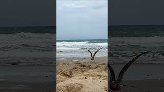 🌊 Playa Flamenca Beach Día de otoño  Autumn day 🙁 Orihuela Costa España  Spain 🇪🇦 [upl. by Vas]