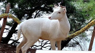 Albino Damhirsche seltene weisse Hirsche in Kroatien Cres [upl. by Wagner]