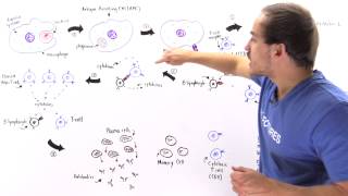 Activation of Lymphocytes [upl. by Astra]